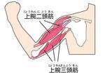 「鍛えるべきは「上腕三頭筋」！たぷたぷ二の腕を制する簡単３分エクササイズも紹介」の画像2