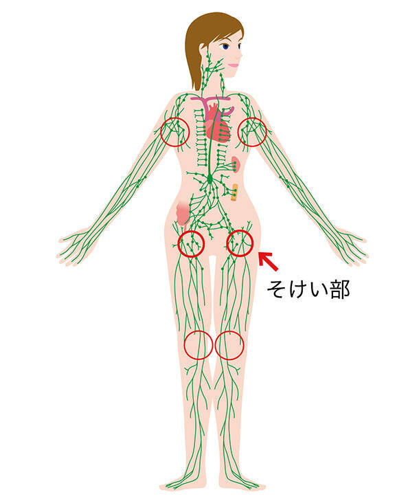 リンパが集まる「そけい部」のトレーニングで引き締まった下半身を手に入れる！