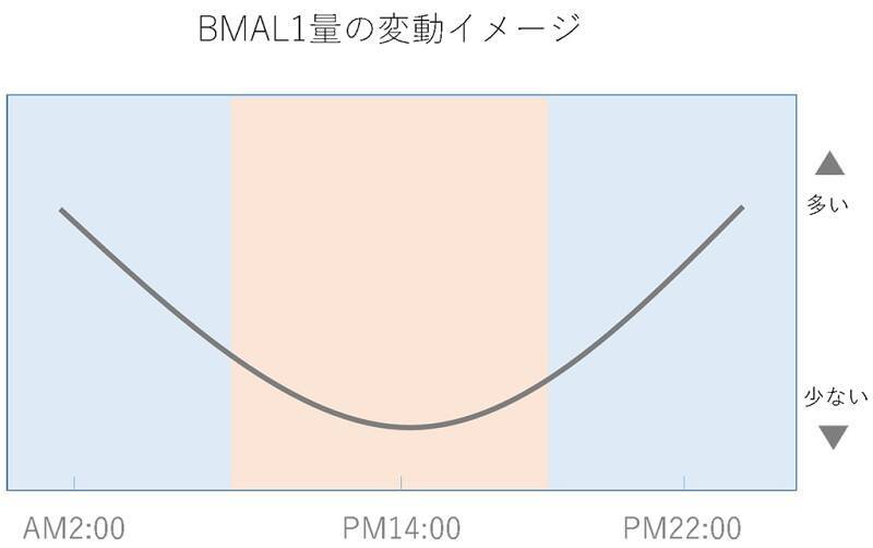 毎日の食事をちょっと見直すだけ！リバウンドしにくい食事術４つの掟