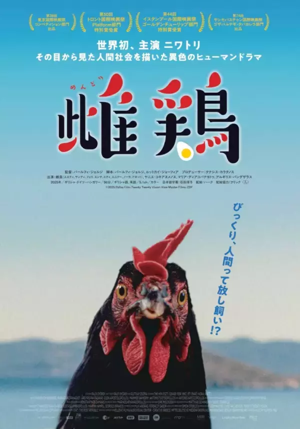 ニワトリ主演映画『雌鶏』が世界の映画祭で絶賛！　新たな場面カット解禁