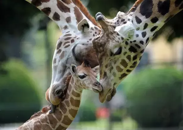 動物親子の愛情を写した、美しすぎる画像