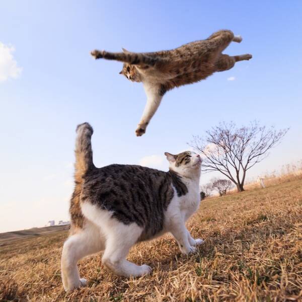 どうして猫はこんなに可愛いのか 写真集 猫ジャンプ に癒される 13年12月30日 エキサイトニュース