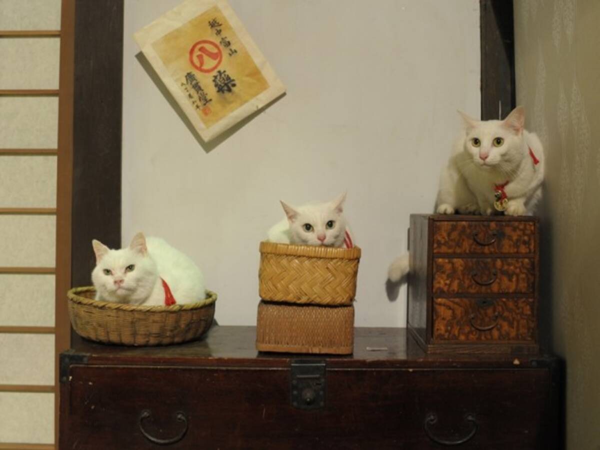 猫侍 3匹が遂に集合 天使すぎる玉之丞 初公開 Dvd発売記念 14年5月10日 エキサイトニュース