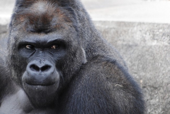 イケメンすぎる と話題のゴリラは繁殖力でも動物園の危機を救うエラいやつだった 15年8月9日 エキサイトニュース