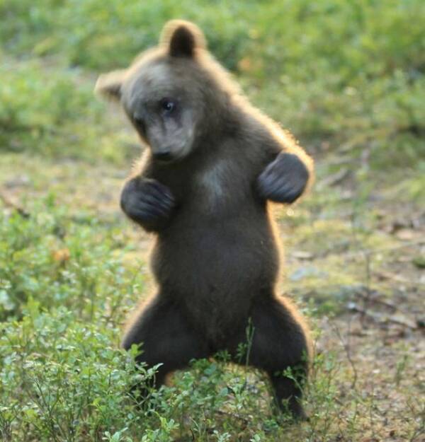 子熊が突如ヘンテコダンスを披露 とてもロックンロールだった と撮影者 16年7月29日 エキサイトニュース