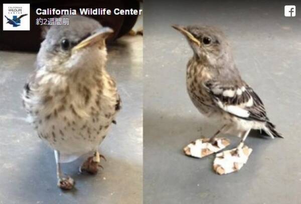 救出された鳥さん 傷ついた足に履かせた 靴 がかわいい 16年9月18日 エキサイトニュース