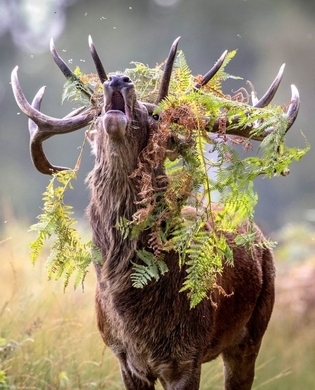 動物番長 ギフトピア ビューティフル ジョー ゲームキューブの隠れた名作たち8選 14年9月14日 エキサイトニュース