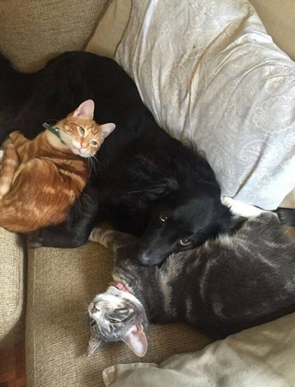 ビックリするほど仲良し ラブラブ わんことにゃんこ 16年12月31日 エキサイトニュース