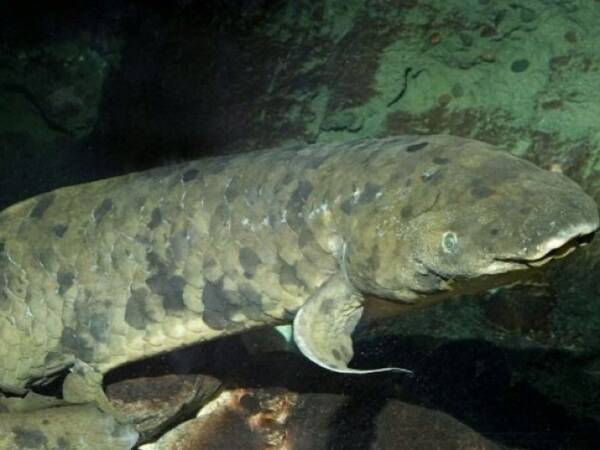 アメリカの水族館を見守ってきた90代の魚が天国へ 17年2月17日 エキサイトニュース