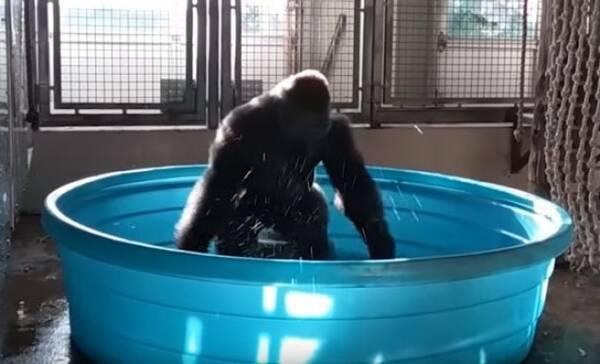 プールで踊り狂うゴリラ 水しぶきを上げながらウホッ 2017年7月22日 エキサイトニュース