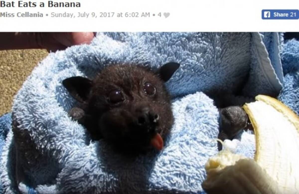 コウモリは怖くない バナナをむしゃむしゃ食べる姿がキュート 17年7月30日 エキサイトニュース