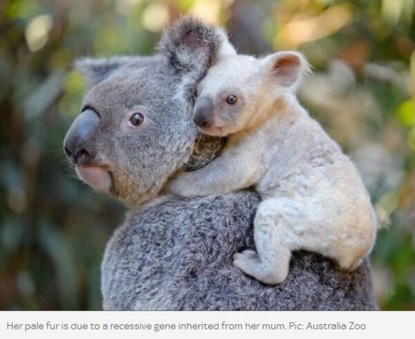 オーストラリアで珍しい 白い 赤ちゃんコアラ誕生 17年11月4日 エキサイトニュース