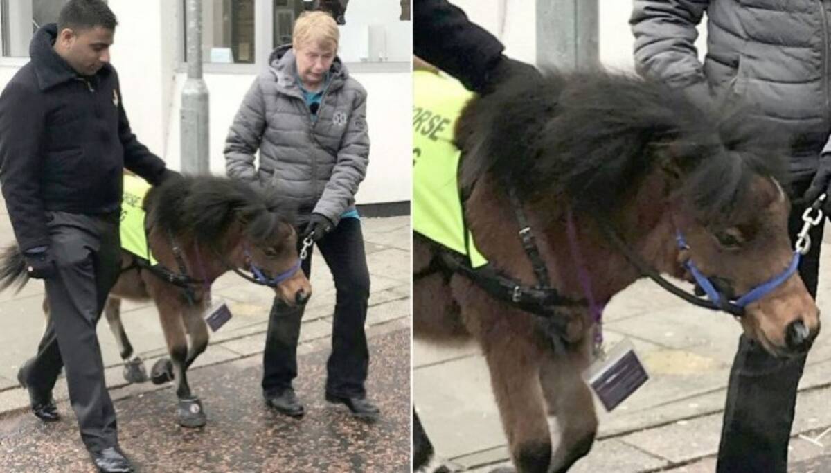 盲導犬の代わりに馬 犬が苦手な男性のために 盲導馬 18年3月4日 エキサイトニュース