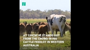 なんと193cm！超巨大な牛にネット民びっくり