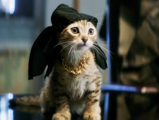 猫だましをやったことがある相撲取り 15年11月19日 エキサイトニュース