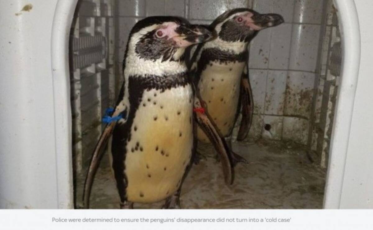 動物園から連れ去られたペンギンを救出 孫に語りたい 19年3月30日 エキサイトニュース
