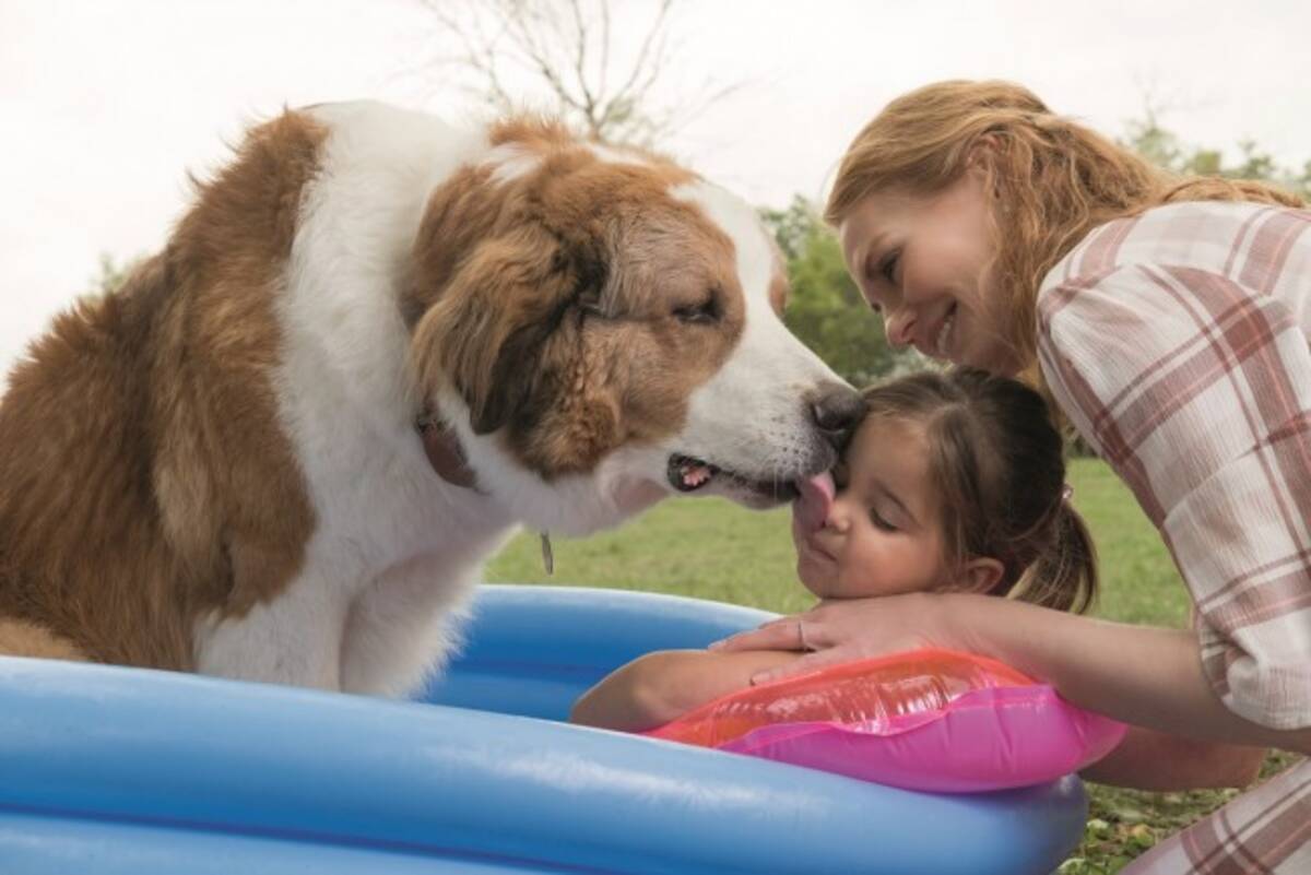 愛犬が生まれ変わって家族の絆をつなぐ 僕のワンダフル ライフ 続編公開 19年4月2日 エキサイトニュース