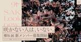 「櫻坂46、新メンバーオーディション開催　きょう正午よりエントリースタート」の画像1