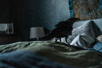 “クロウ”がスクリーンを侵食――異彩を放つ新旧【鳥映画】4選