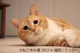 「「ねこ休み展」新作展が福岡で開催へ！　スター猫が一堂に会する“猫の祭典”」の画像1