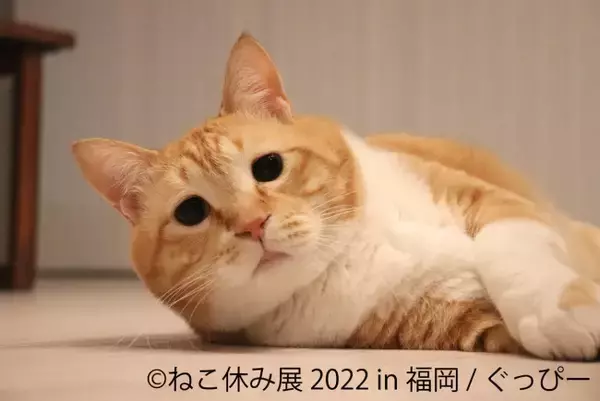 「ねこ休み展」新作展が福岡で開催へ！　スター猫が一堂に会する“猫の祭典”