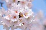 「10代が選ぶ「桜ソング」ランキング発表！　2位のコブクロ「桜」抑えた1位は？」の画像1