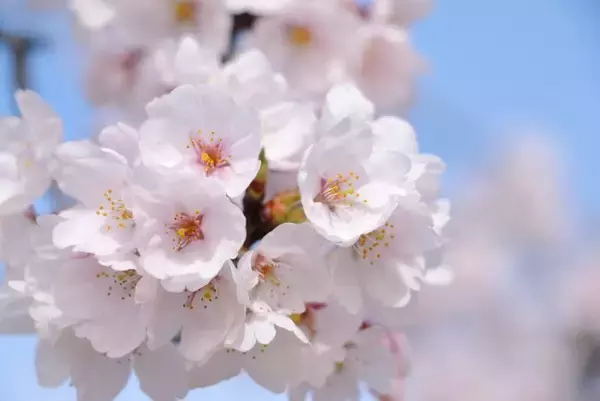 「10代が選ぶ「桜ソング」ランキング発表！　2位のコブクロ「桜」抑えた1位は？」の画像