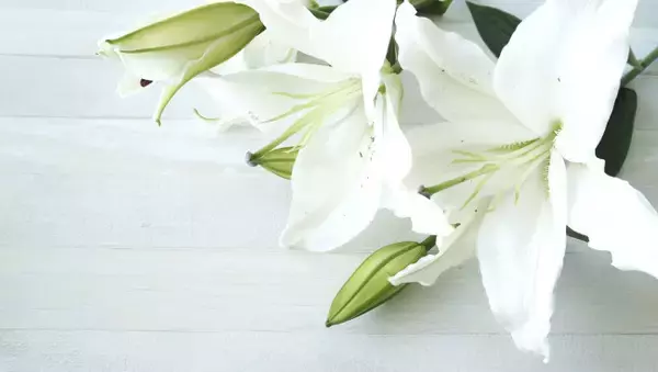 お笑いコンビ、共犯者の洋平さん26歳が急逝　所属事務所が公表