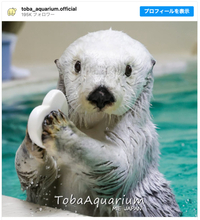 鳥羽水族館、21歳ラッコのメイの体調を発表　食事量減少など「体力の衰えが見えはじめています」