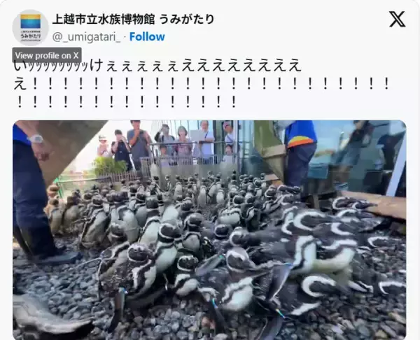 「勢い強すぎて大笑い」「想像以上でびっくり」　うみがたり、ペンギンの大行進が10万「いいね」超えで話題