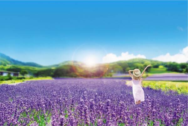 関東最大級のラベンダー畑 早咲き2万株 が見ごろ 7月下旬には紫のじゅうたん広がる 21年7月18日 エキサイトニュース