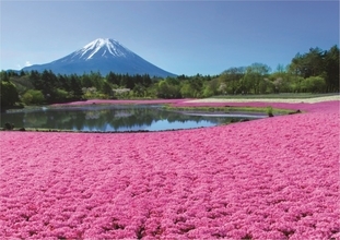 山梨で「2023富士芝桜まつり」開催へ！　関東最大級となる約50万株の芝桜と富士山を満喫