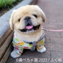 名古屋＆東京で「鼻ぺちゃ展2022」開催！　“ぶひカワ犬”作品の新作が大集結