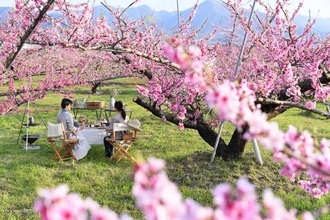 星のや富士「桃源郷グランピングランチ」販売へ！　貸切空間で桃の花見を堪能