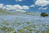 「茨城・ひたち海浜公園“ネモフィラ”の開花予想を発表！　今年の見頃は平年より2日早い見込み」の画像1