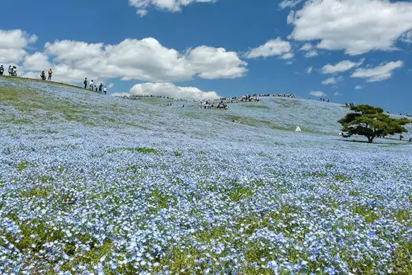 茨城・ひたち海浜公園“ネモフィラ”の開花予想を発表！　今年の見頃は平年より2日早い見込み