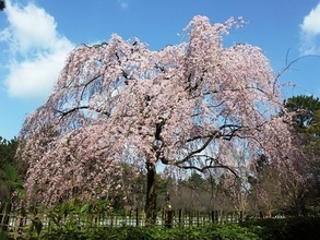じゃらん「会いに行きたい一本桜ランキング」発表！　1位は京都にある樹齢80年ほどの桜