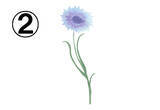 「【心理テスト】青いお花で診断！ あなたの性格の「直感力の高さ」を教えます」の画像4