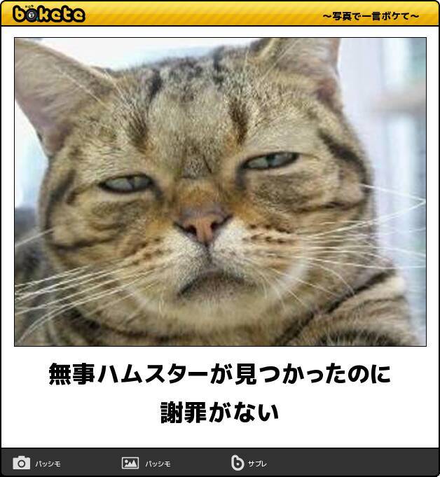 取り扱い注意 笑いの神が舞い降りたとしか言えない猫のボケて14選 15年9月2日 エキサイトニュース