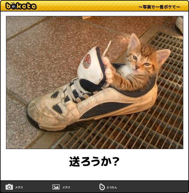 取り扱い注意 笑いの神が舞い降りたとしか言えない猫のボケて14選 15年9月2日 エキサイトニュース