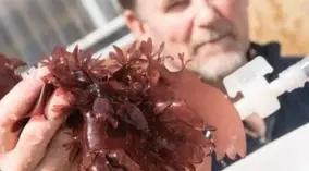 まるでポケモン 世界一キュートなウミウシが発見された 15年9月4日 エキサイトニュース