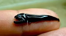 まるでポケモン 世界一キュートなウミウシが発見された 15年9月4日 エキサイトニュース