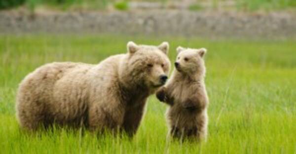 母グマさん ご苦労様です 野生のクマの子育てが人間並みに大変そう 画像10枚 15年9月9日 エキサイトニュース