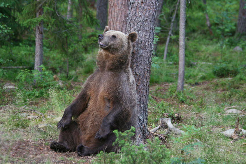 母グマさん ご苦労様です 野生のクマの子育てが人間並みに大変そう 画像10枚 15年9月9日 エキサイトニュース