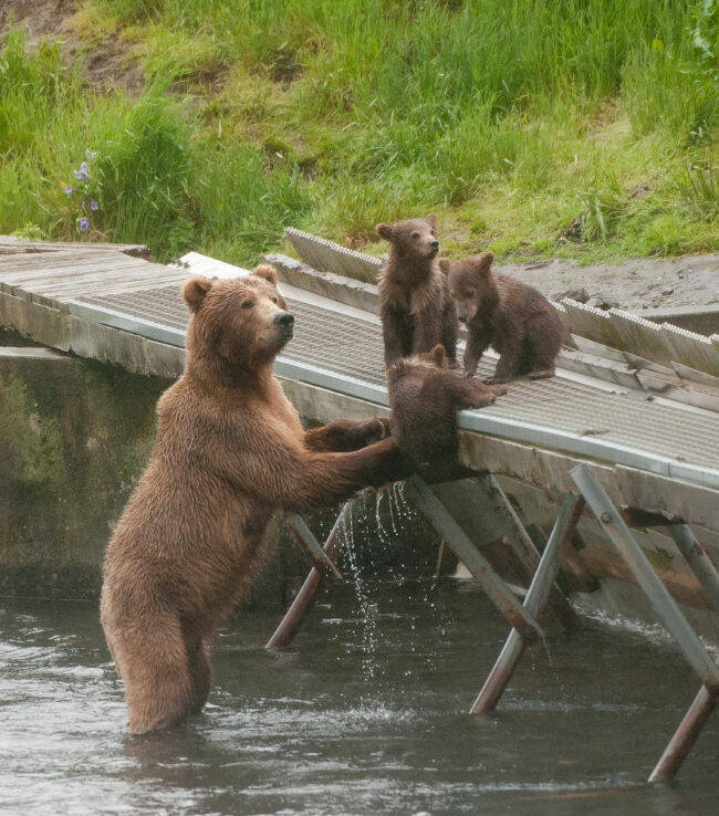 母グマさん ご苦労様です 野生のクマの子育てが人間並みに大変そう 画像10枚 15年9月9日 エキサイトニュース