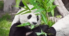 【雑学】パンダは竹を掴むために、5本指を7本指に増やした