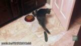 ビビり過ぎだろ 猫の背後にこっそりキュウリを置いた結果に爆笑 15年11月18日 エキサイトニュース