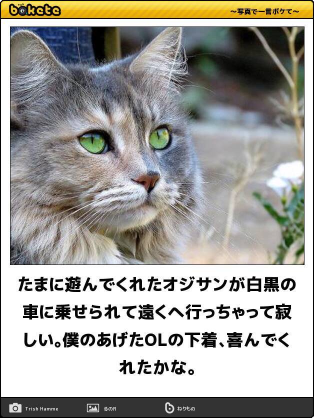 新年から抱腹絶倒 寒さがぶっ飛ぶ猫の傑作ボケて12選 16年1月6日 エキサイトニュース