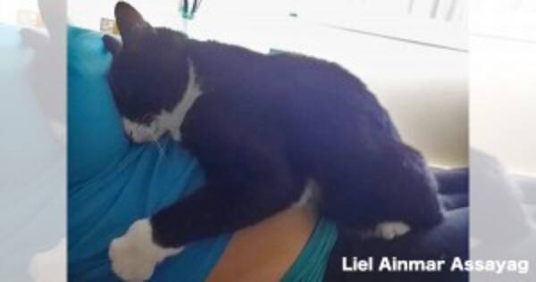 赤ちゃんはニャンコが守る 妊婦のお腹から離れない猫が微笑ましすぎる 16年3月4日 エキサイトニュース