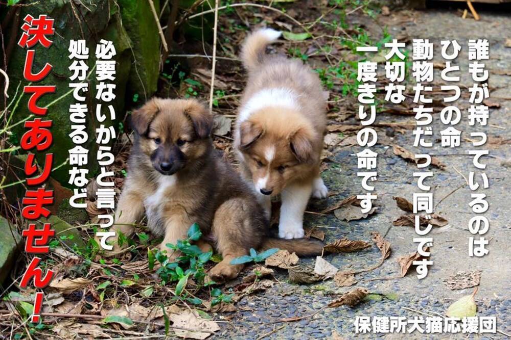 みんなに広めたい 犬猫の殺処分をゼロにする 10人に1人の選択肢 とは 16年6月13日 エキサイトニュース